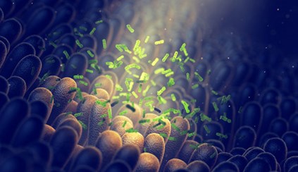 ¿Cuáles son los roles de la microbiota intestinal?