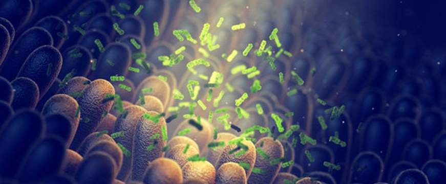 ¿Cuáles son los roles de la microbiota intestinal?